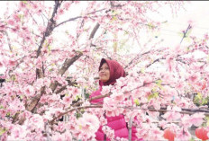 Pohon Mei Hwa: Simbol Harapan dan Kebahagiaan Saat Perayaan Imlek