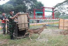 Kembangbiakan Rusa Tutul di MAB Lanud SMH