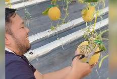 The Zafarm Palembang: Wisata Edukatif dan Sentra Buah Melon Segar Hidroponik