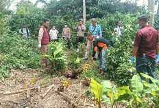Misteri Tulang Belulang Terpisah, Ditemukan di Kebun Pisang Wilayah Buay Pemaca OKU Selatan