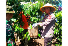 Dongkrak Ekonomi Petani Lada dan Kopi