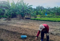 Olah Kembali, Tanam Kacang Tanah Lagi