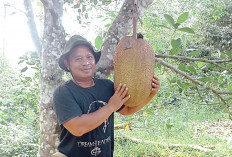Konsumsi Sendiri, Berbagi ke Kerabat, Pohon Kecil Hasilkan Buah Jumbo