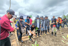 Ikan Langka Tirusan Muncul Lagi, Warga Sungsang IV Panen Berkah dari Mangrove