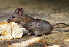 Ini Dia Cara Agar Rumah Bebas Tikus Tanpa Racun, Gunakan 5 Trik Jitu Ini! 