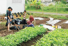 Hemat Anggaran, Sayur Lebih Segar