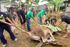 Arisan Kurban Pengurus dan Jemaah Masjid Ar Raafi Sembelih 17 Ekor Hewan Kurban, Ini Penampakannya