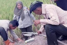 Pengemposan, Cara Mudah dan Murah Berantas Tikus Sawah di Ogan Ilir