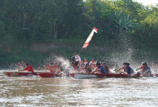 Tradisi Mengalir di Sungai Lematang, Lomba Perahu Bidar Semarakkan HUT Kemerdekaan di Payuputat