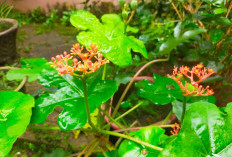 Jarak Bali, Tanaman Herbal yang Kini Menjadi Tanaman Hias! Ingin Tahu Manfaatnya? Lihat Disini