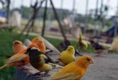 4 Rekomendasi Tempat Membeli Burung Terbaik di Palembang untuk Pecinta Burung Hias dan Kicauan 