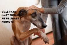 Bolehkan Umat Islam Memelihara Anjing, Berikut Jawaban dari Ditjen Bimas Islam Kemenag