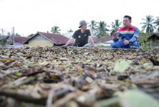 Olah Eceng Gondok Jadi Produk Bernilai