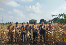 Panen di Lahan 1 Ha, Hasilkan 6 ton Jagung