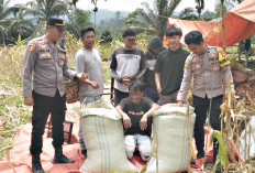 Panen Jagung 6 Ton, Gunakan Mesin Modern