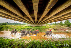 Keberlanjutan Program Konservasi Gajah Sumatra, Hutama Karya Siapkan 7000 Bibit Pohon Pakan Alami