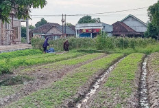 Panen Bayam Setiap 20 Hari