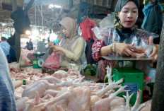 Harga Ayam-Telur Bergerak Turun, Bahan Pokok Lain Cenderung Stabil, Dampak MBG Libur 