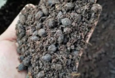 Ini Pupuk yang Digunakan untuk Mempercepat Pertumbuhan Tanaman Cabai