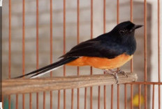 Perlengkapan Wajib untuk Burung Peliharaan agar Tetap Sehat dan Nyaman