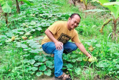 Panen Timun Suri di Kayuagung Siap Olah Kolak Ramadan
