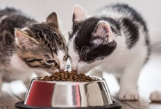 15 Rekomendasi Makanan Kucing Terbaik, Bikin Sehat dan Bahagia Anabul Kesayanganmu!