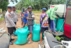Panen Jagung Raup Cuan Puluhan Juta 