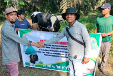 SPO Group Salurkan 123 Hewan Kurban, Wujud Nyata Kepedulian di Momen Idul Adha