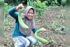 Petani Milenial Linda Qiara Pamer Panen Oyong Raksasa di Empat Lawang