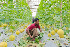  //BRI Prabumulih dan YBM BRILiaN Perkuat Gerakan Sumsel Mandiri Pangan   Dorong Kemandirian Ekonomi Petani