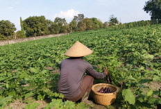  Lakukan Panen Terong 3 hari Sekali
