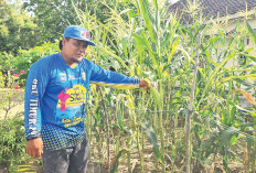 Minta Jaminan Harga saat Panen, Petani Jagung Belitang II Kejar Produksi Maksimal