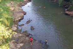 Geger Warga Lubuk Kupang! Ikan Sungai Kelingi Mabuk Diduga Diracun, Warga Ramai-Ramai Menangkap