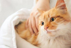 Merawat Kucing dengan Cinta: 11Tips dan Trik Unik Agar Anabul Kesayanganmu Sehat dan Bahagia!