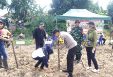 BUMDes Olah Lahan, Tanam 10 kg Bibit Jagung