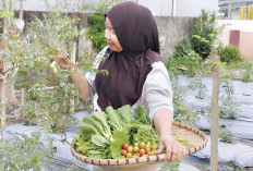 Sulap Lahan Kecil Jadi Kebun Organik, Ketahanan Pangan dari Pekarangan Rumah 