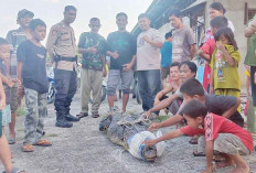 Warga Tangkap Buaya, Sepanjang 3 Meter, Di Kolam Pabrik Bihun