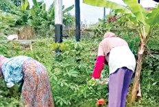 Butuh Sayur, Tinggal Petik 