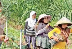 Hasil Panen Bawang Bakal Dijual ke Pasar, Lahan Setengah Hektare Hasilkan 2 ton
