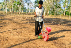 Petani Bunga Mayang Beralih ke Alat Tanam Jagung Modern, 1 Hektare Tuntas 3 Jam