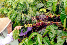 KUR BNI Selamatkan Petani Kopi dari Jerat Utang Tengkulak