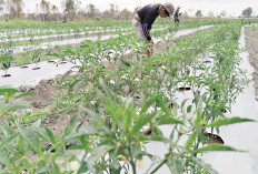  Cegah Serangan Thrips, Lakukan Pengamatan Rutin