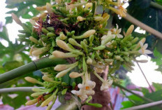Bunga Pepaya, Sumber Nutrisi yang Luar Biasa untuk Tubuh, Begini Cara Mengolahnya Agar Tidak Pahit dan Gurih