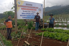 Desa Penerima Insentif di Lahat Kembangkan Program Ketahanan Pangan Jadi PADes