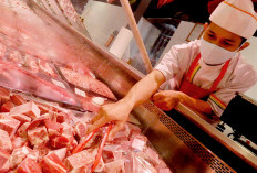 Bakal Impor Daging Sapi 145.251 Ton, Tahun ini, Belum Termasuk Kuota BUMN Pangan  