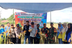 Panen Jagung Ogan Ilir Tetap Sukses Meski Terendam Banjir