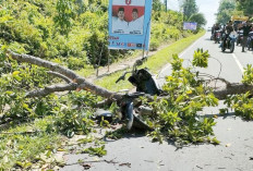 Pohon Tumbang Timpa Pengendara Motor, Kejadian di Talang Ubi PALI