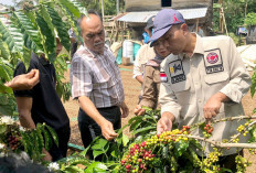 Uji Coba Kebun Kopi Sambung Pucuk 