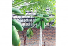 PEKARANGAN,  Bagikan Tetangga, Tak Habis Konsumsi Sendiri