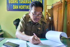 Produksi Gabah Lahat 2025 Turun, Baru Capai 70 Ribu Ton dari Target